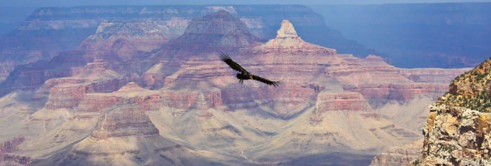 Condor flying over Grand Canyon