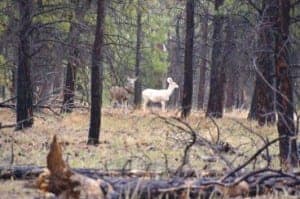 white-doe-arizona-368x245
